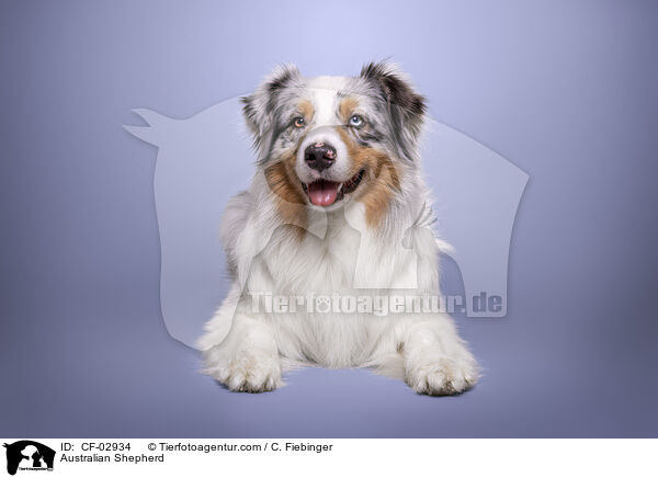 Australian Shepherd / Australian Shepherd / CF-02934