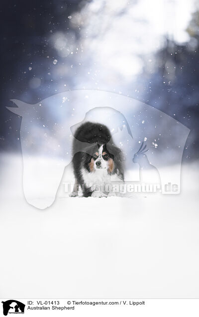 Australian Shepherd / Australian Shepherd / VL-01413