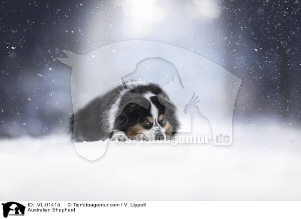 Australian Shepherd / Australian Shepherd / VL-01415