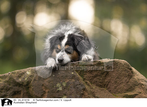 Australian Shepherd / Australian Shepherd / VL-01419