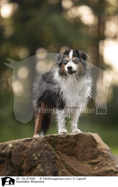 Australian Shepherd / Australian Shepherd / VL-01420