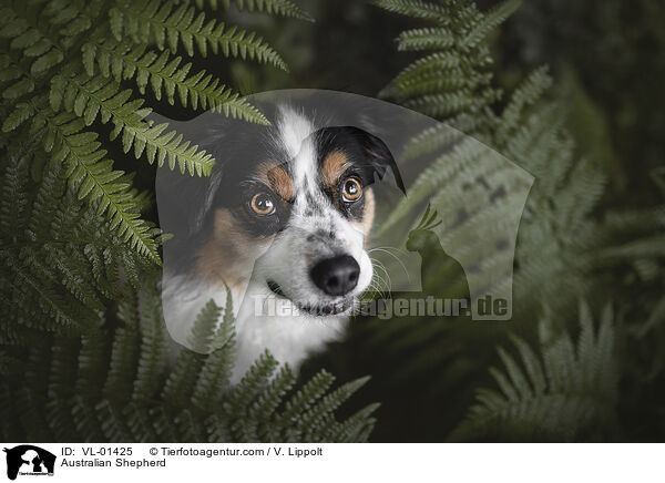 Australian Shepherd / Australian Shepherd / VL-01425