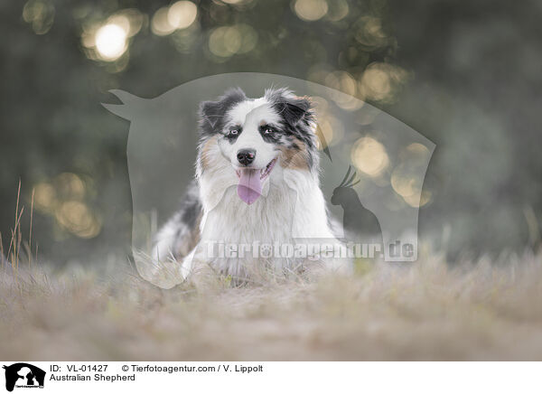 Australian Shepherd / Australian Shepherd / VL-01427