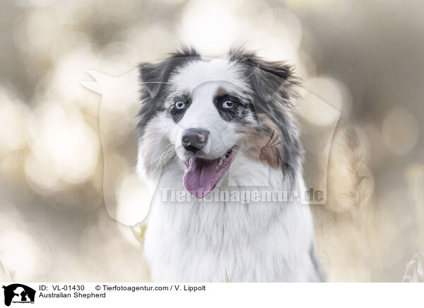 Australian Shepherd / Australian Shepherd / VL-01430