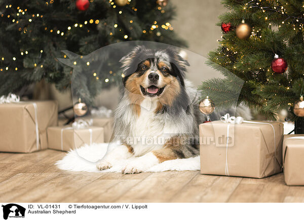 Australian Shepherd / Australian Shepherd / VL-01431