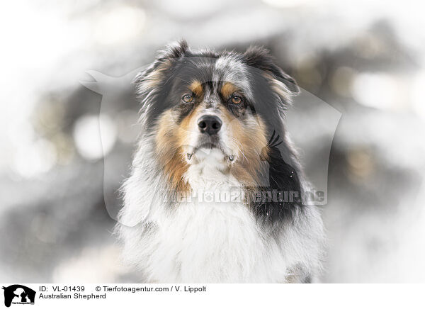 Australian Shepherd / Australian Shepherd / VL-01439