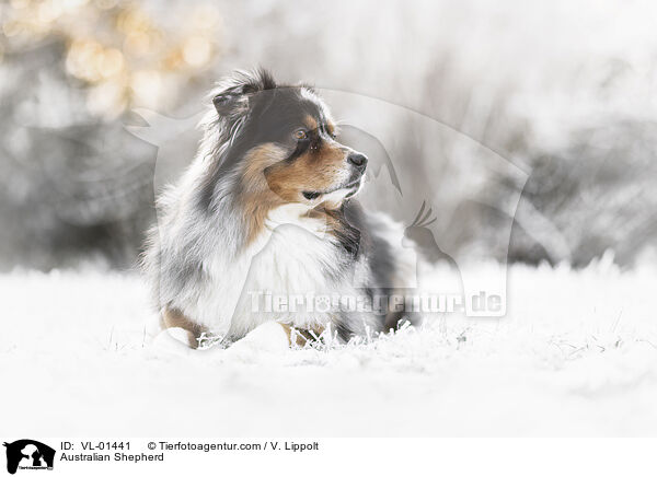 Australian Shepherd / Australian Shepherd / VL-01441