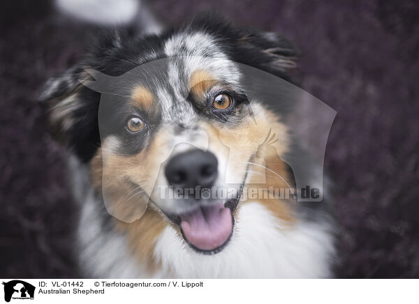 Australian Shepherd / Australian Shepherd / VL-01442