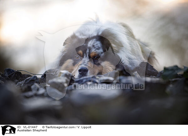 Australian Shepherd / Australian Shepherd / VL-01447