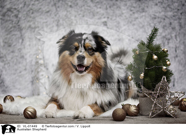 Australian Shepherd / Australian Shepherd / VL-01449