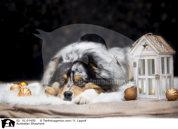 Australian Shepherd / Australian Shepherd / VL-01450