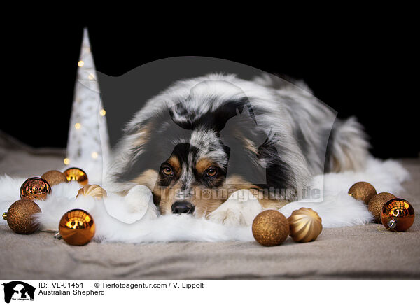Australian Shepherd / Australian Shepherd / VL-01451