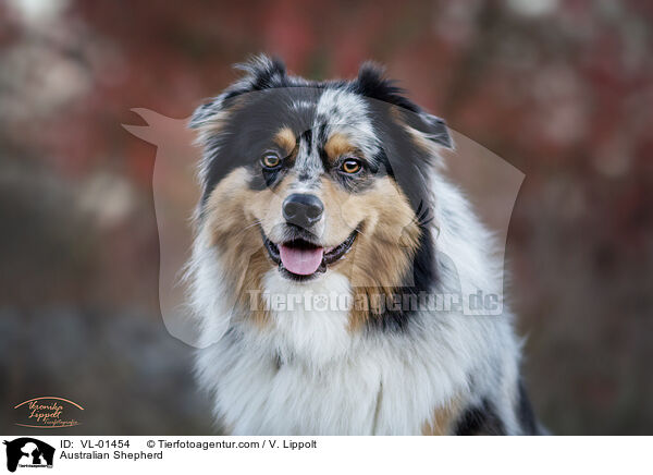 Australian Shepherd / Australian Shepherd / VL-01454