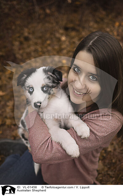 Australian Shepherd / Australian Shepherd / VL-01458