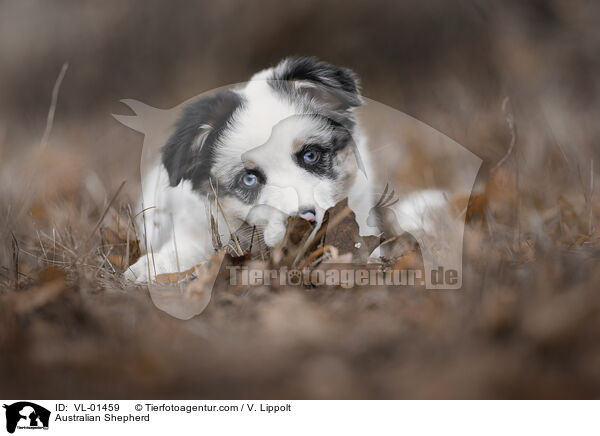 Australian Shepherd / Australian Shepherd / VL-01459