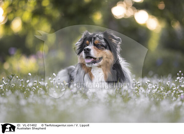 Australian Shepherd / Australian Shepherd / VL-01462
