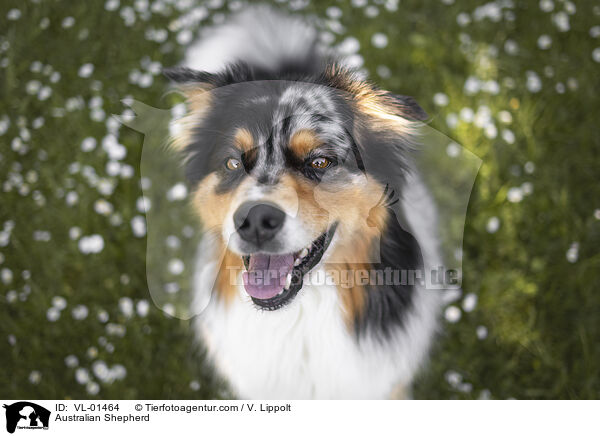 Australian Shepherd / VL-01464