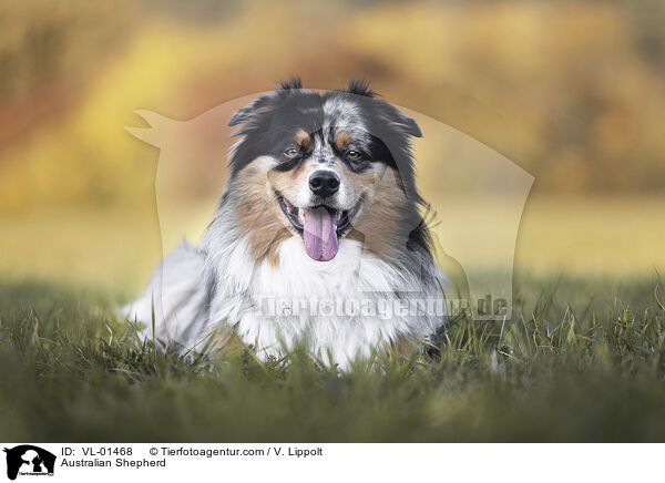 Australian Shepherd / Australian Shepherd / VL-01468
