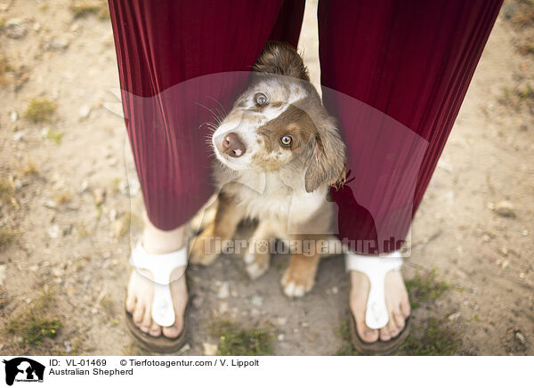 Australian Shepherd / Australian Shepherd / VL-01469