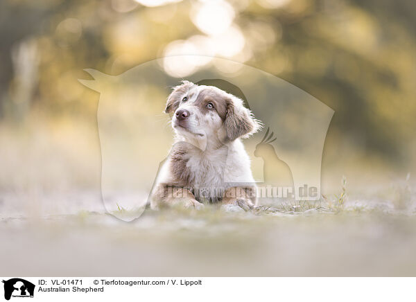 Australian Shepherd / Australian Shepherd / VL-01471