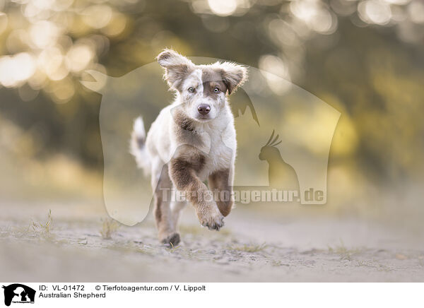 Australian Shepherd / Australian Shepherd / VL-01472