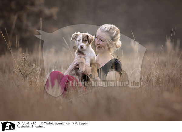 Australian Shepherd / Australian Shepherd / VL-01476
