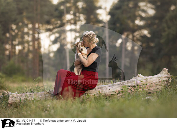Australian Shepherd / Australian Shepherd / VL-01477