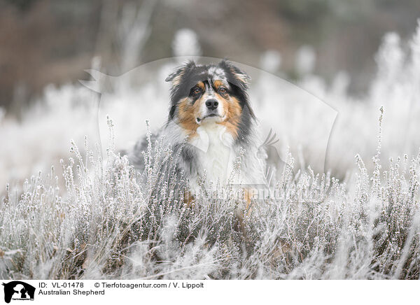 Australian Shepherd / Australian Shepherd / VL-01478
