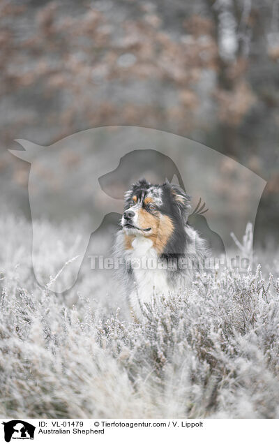 Australian Shepherd / Australian Shepherd / VL-01479