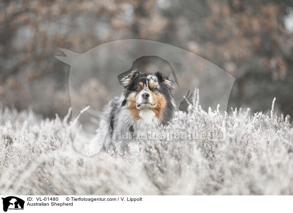 Australian Shepherd / Australian Shepherd / VL-01480