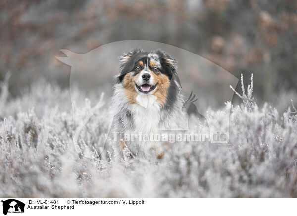 Australian Shepherd / Australian Shepherd / VL-01481