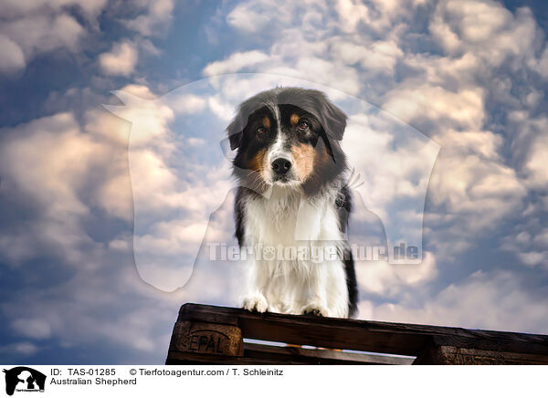 Australian Shepherd / Australian Shepherd / TAS-01285