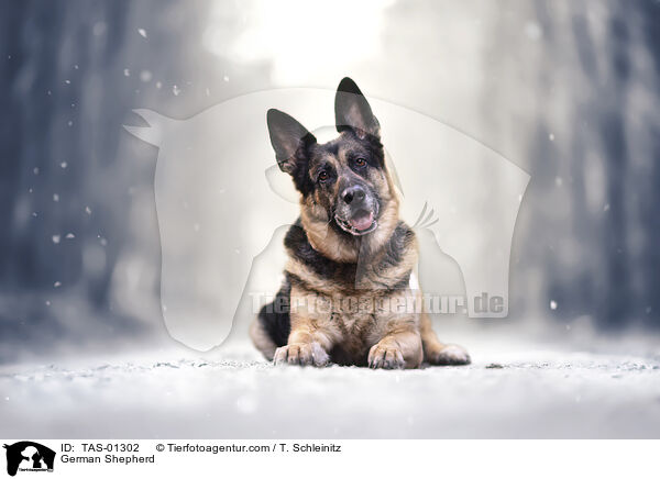 Deutscher Schferhund / German Shepherd / TAS-01302