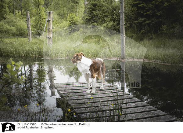 red-tri Australian Shepherd / red-tri Australian Shepherd / LP-01385