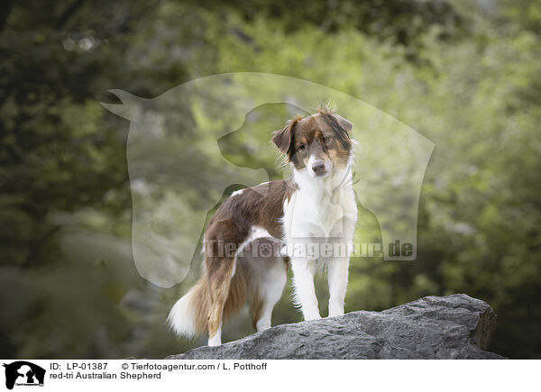 red-tri Australian Shepherd / red-tri Australian Shepherd / LP-01387