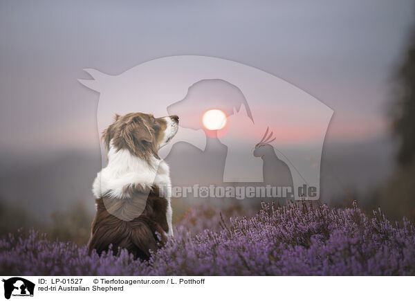 red-tri Australian Shepherd / LP-01527