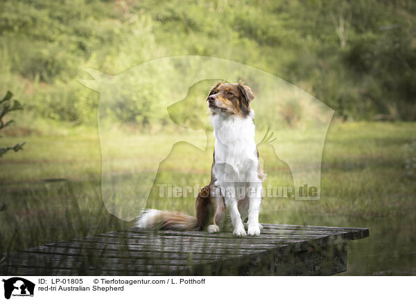 red-tri Australian Shepherd / red-tri Australian Shepherd / LP-01805