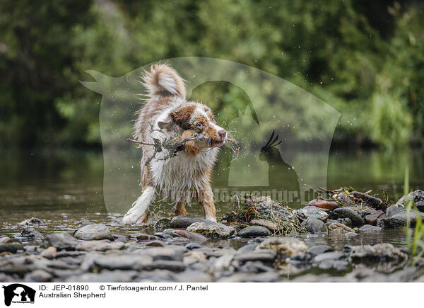 Australian Shepherd / Australian Shepherd / JEP-01890