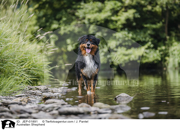 Australian Shepherd / Australian Shepherd / JEP-01891