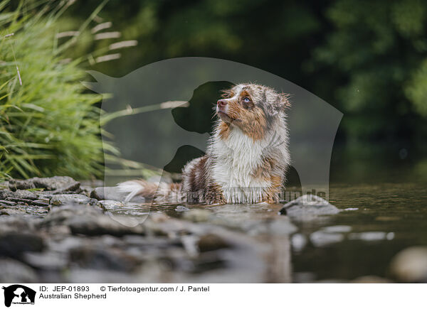 Australian Shepherd / Australian Shepherd / JEP-01893