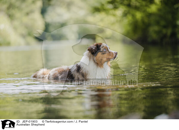 Australian Shepherd / Australian Shepherd / JEP-01903