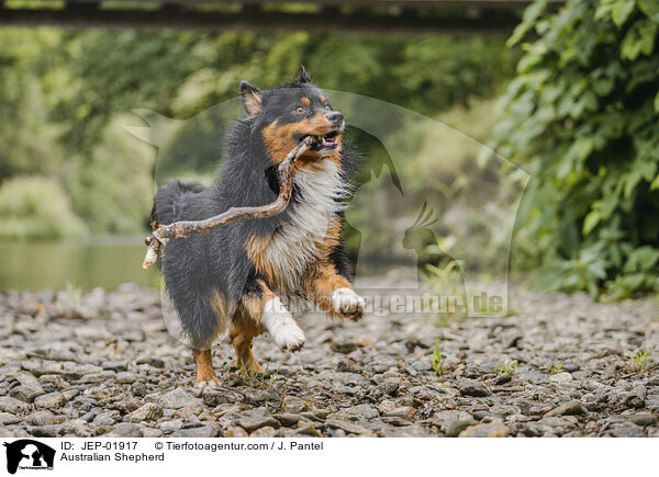 Australian Shepherd / Australian Shepherd / JEP-01917
