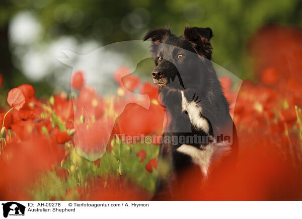 Australian Shepherd / Australian Shepherd / AH-09278