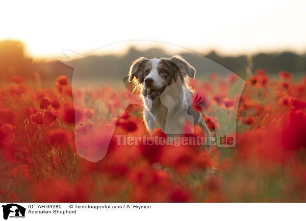 Australian Shepherd / Australian Shepherd / AH-09280
