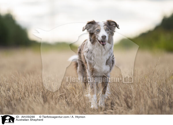 Australian Shepherd / Australian Shepherd / AH-09288