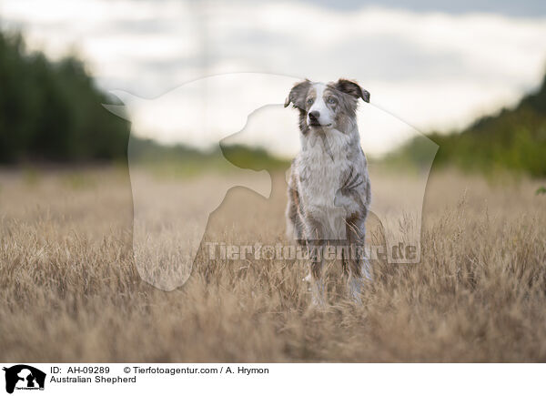 Australian Shepherd / Australian Shepherd / AH-09289
