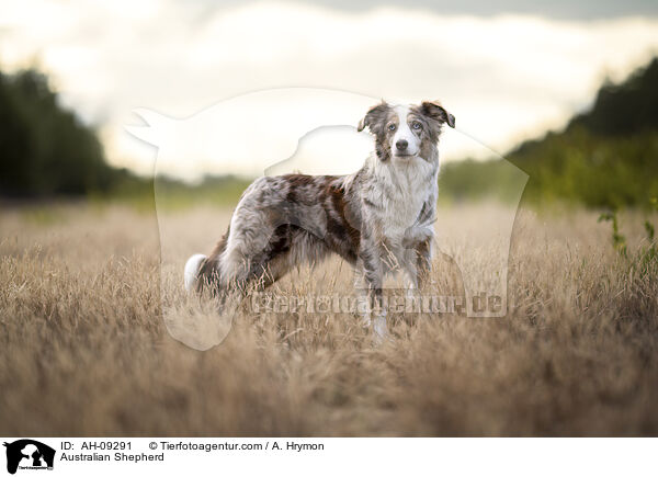 Australian Shepherd / Australian Shepherd / AH-09291