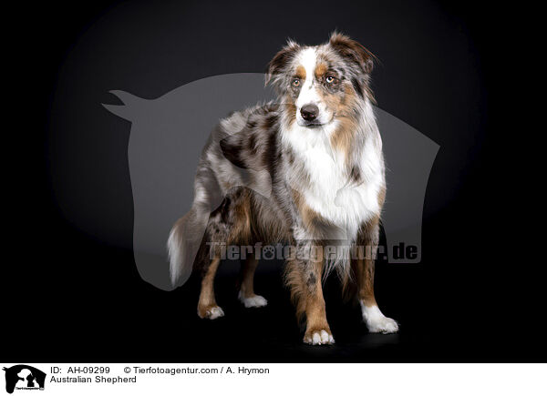 Australian Shepherd / Australian Shepherd / AH-09299