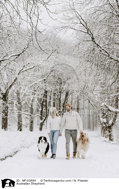 Australian Shepherd / Australian Shepherd / NP-03694