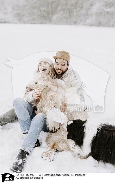 Australian Shepherd / Australian Shepherd / NP-03697